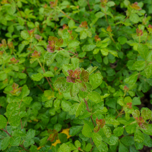 Gro-Low Fragrant Sumac