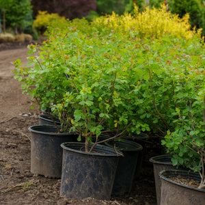 Gro-Low Fragrant Sumac
