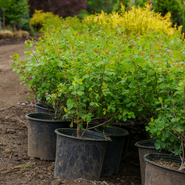 Gro-Low Fragrant Sumac