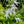 Load image into Gallery viewer, Guacamole Hosta