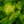 Load image into Gallery viewer, Guacamole Hosta