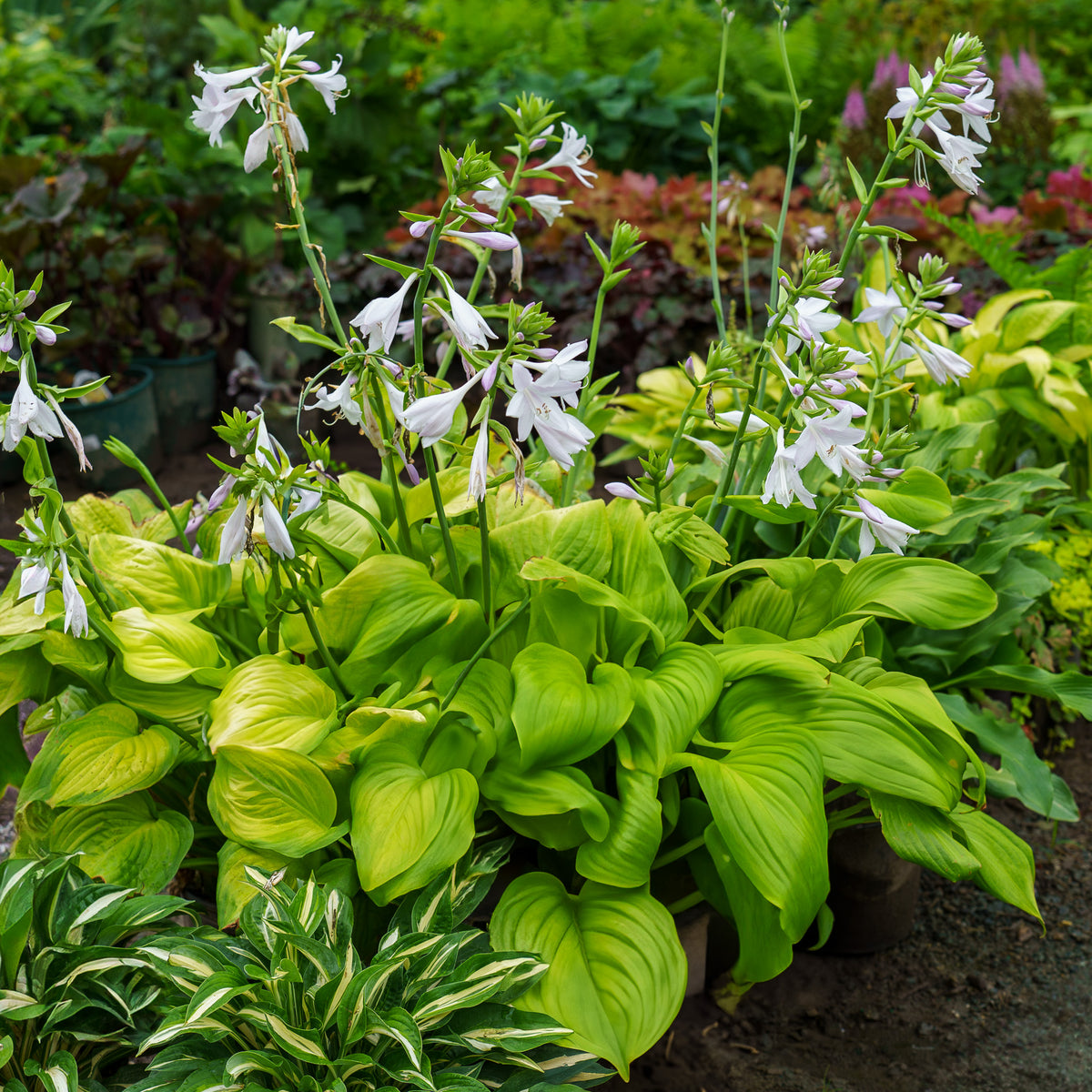 Guacamole Hosta – Plant Detectives