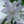 Load image into Gallery viewer, Guacamole Hosta