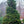 Load image into Gallery viewer, Gyokuryu Japanese Cedar
