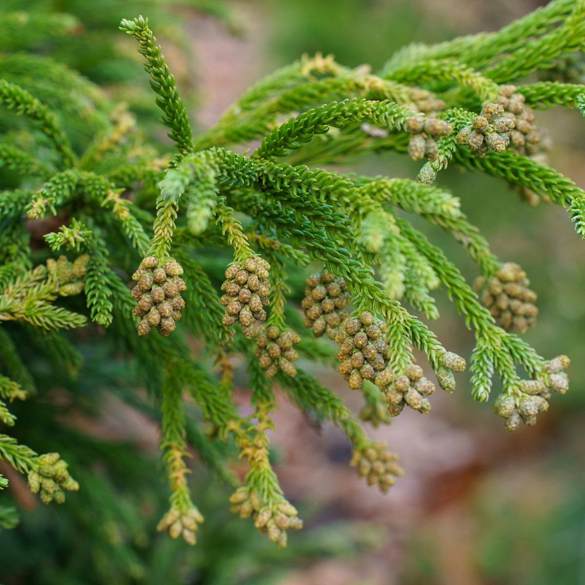 Gyokuryu Japanese Cedar – Plant Detectives