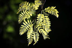 Halka Honeylocust Leaves