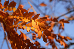 Halka Honeylocust Autumn Foliage