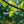 Load image into Gallery viewer, Halka Honeylocust - Honeylocust - Shade Trees
