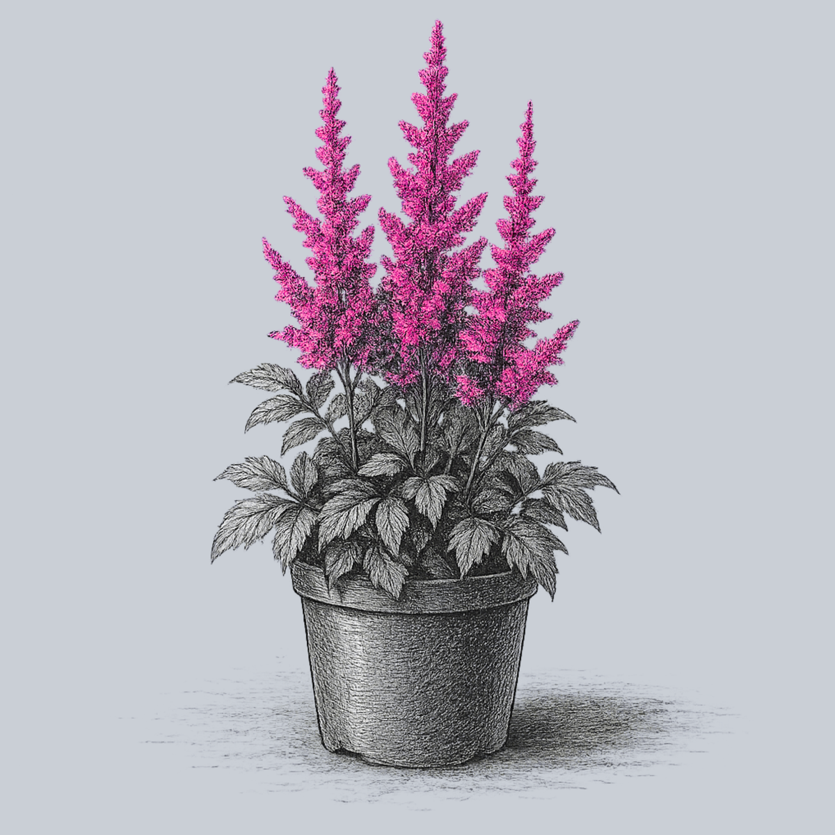 can you plant astilbe in a pot Heavy Metal Astilbe – Plant Detectives