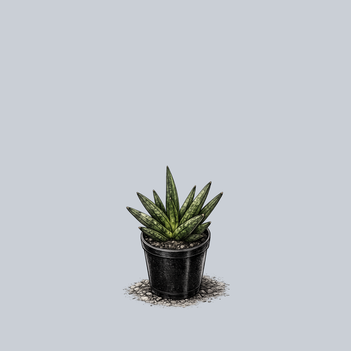 badah snake plant mexico Hedgehog Snake Plant – Plant Detectives