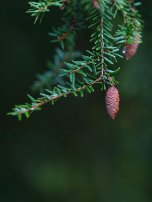 Hemlock with Cone