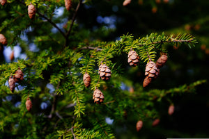 Hemlock Branches