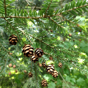 Hemlock Branches and Cones