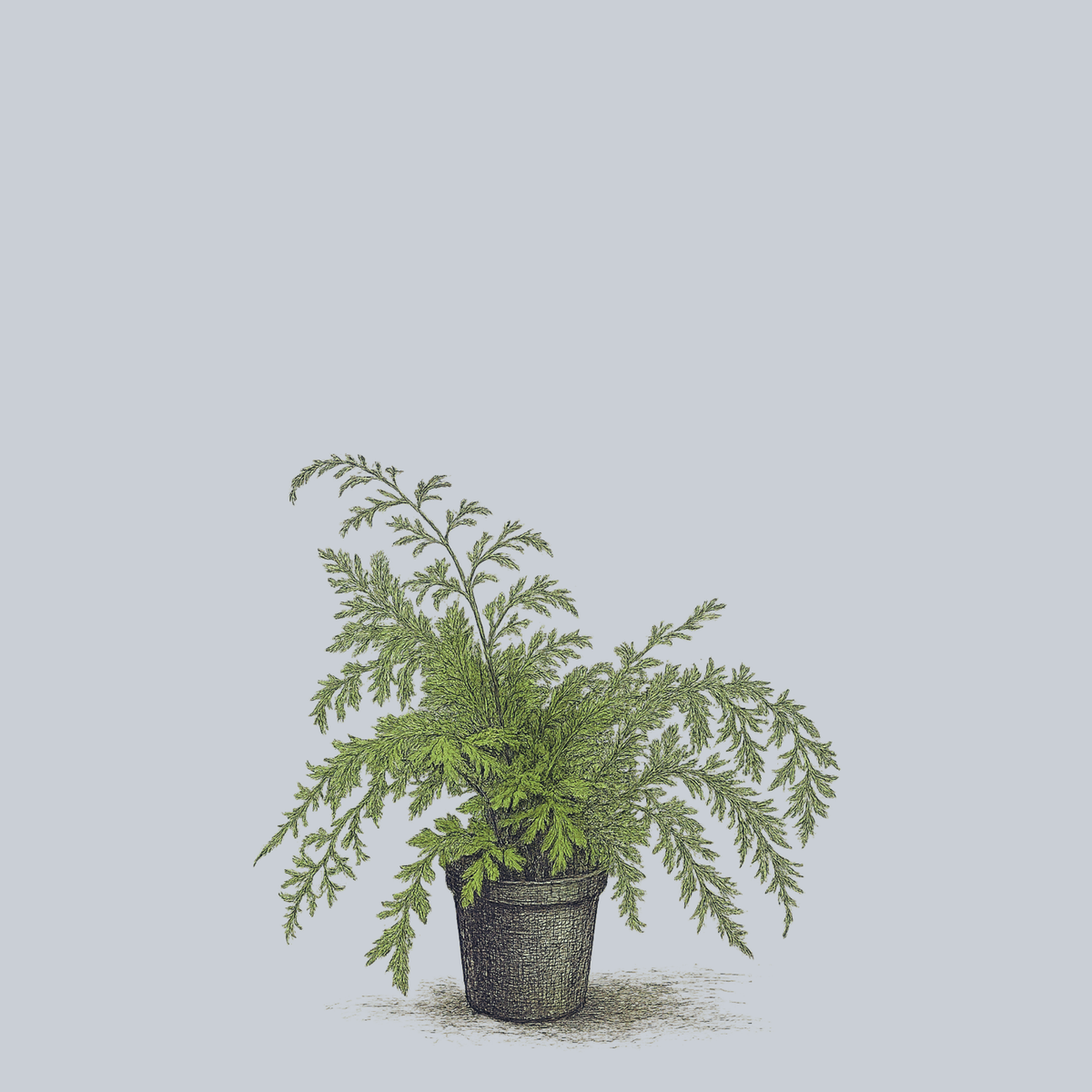 chicken plant Hen and Chicken Fern – Plant Detectives