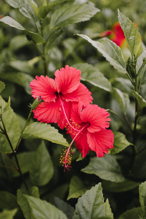 Pink Hibiscus