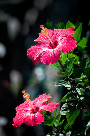 Hibiscus in Sunshine