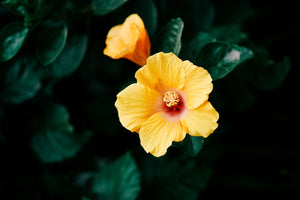 Yellow Hibiscus