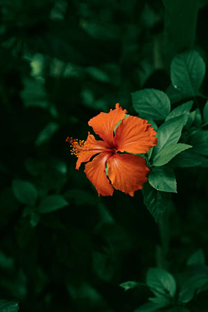 Orange hibiscus