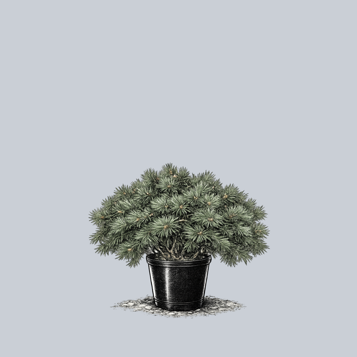 Hillside Creeper Scotch Pine – Plant Detectives