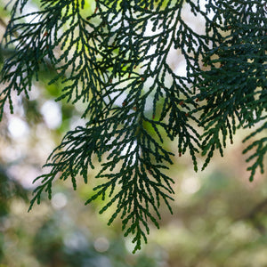 Hinoki Cypress - Cypress - Conifers