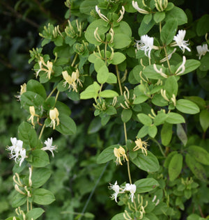 Honeysuckle Vine White Flowers