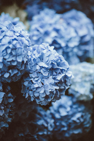 Blue Hydrangea