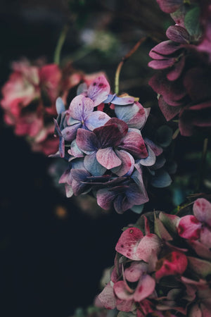 Multi-colored Hydrangea