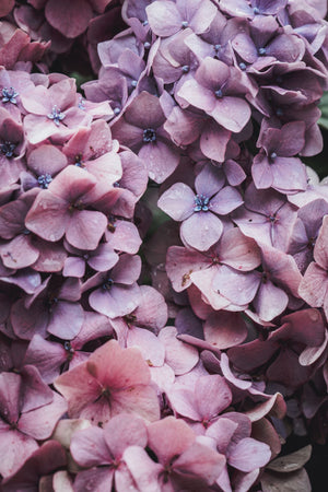 Purple Hydrangea