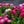 Load image into Gallery viewer, Habanera English Daisy