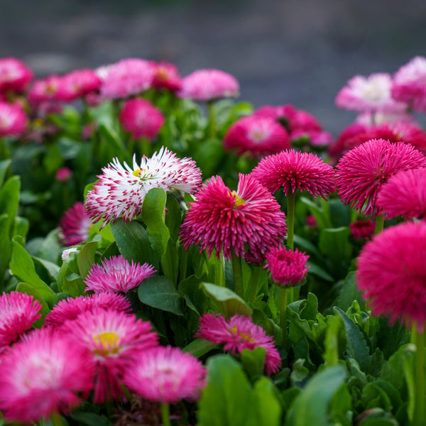Habanera English Daisy