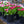 Load image into Gallery viewer, Habanera English Daisy