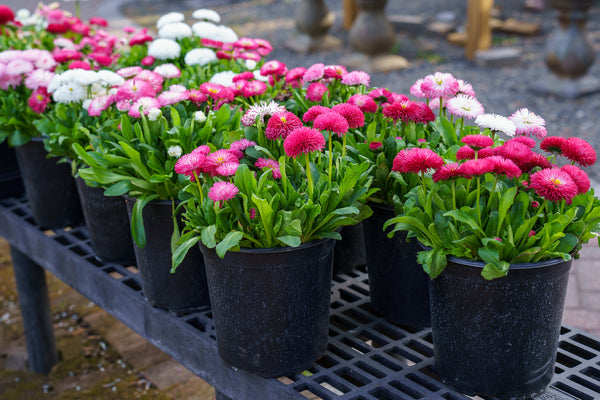 Habanera English Daisy