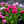 Load image into Gallery viewer, Habanera English Daisy