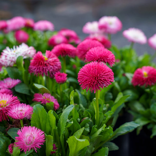 Habanera English Daisy