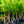 Load image into Gallery viewer, Hackberry - Other Shade Trees - Shade Trees