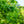 Load image into Gallery viewer, Hackberry - Other Shade Trees - Shade Trees