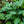 Load image into Gallery viewer, Halcyon Hosta