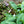 Load image into Gallery viewer, Halcyon Hosta