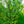 Load image into Gallery viewer, Halka Honeylocust - Honeylocust - Shade Trees