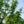 Load image into Gallery viewer, Halka Honeylocust - Honeylocust - Shade Trees