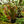 Load image into Gallery viewer, Hallelujah Bromeliad