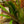 Load image into Gallery viewer, Hallelujah Bromeliad