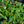 Load image into Gallery viewer, Halloween Leucothoe
