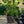 Load image into Gallery viewer, Halloween Leucothoe