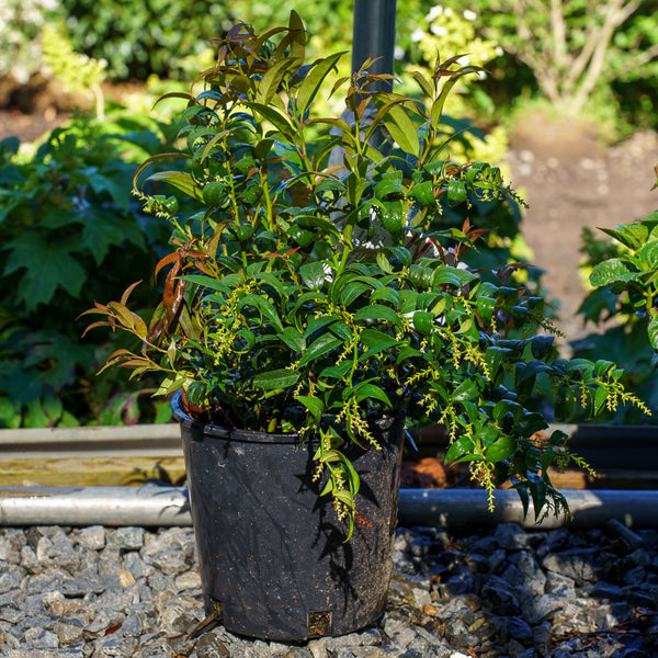 Halloween Leucothoe