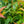 Load image into Gallery viewer, Halloween Leucothoe