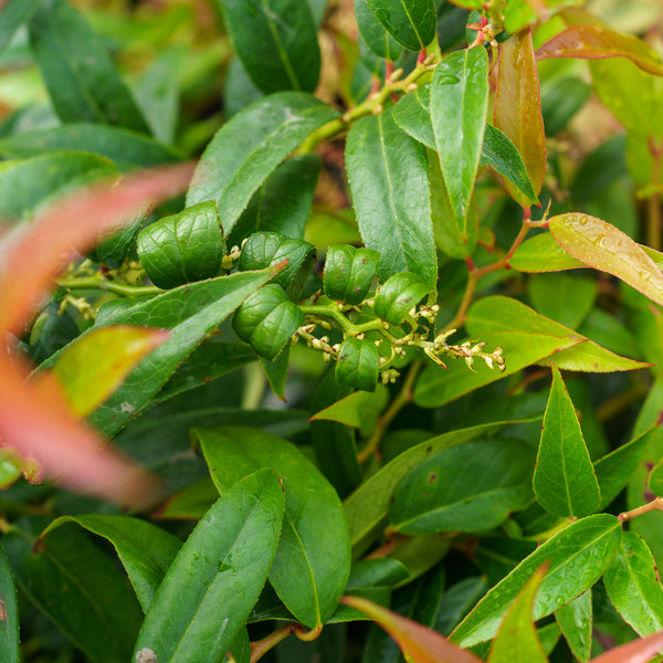 Halloween Leucothoe