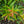 Load image into Gallery viewer, Halloween Leucothoe