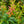 Load image into Gallery viewer, Halloween Leucothoe