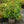 Load image into Gallery viewer, Halloween Leucothoe
